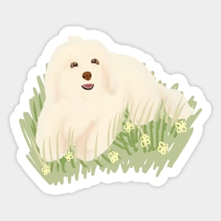 Maltipoo in the garden Sticker